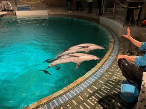 イルカショー